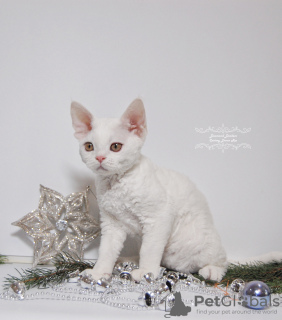 Photo №2 de l'annonce № 44544 de la vente devon rex - acheter à USA éleveur