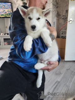 Photo №1. husky de sibérie - à vendre en ville de Half Moon Bay | 237€ | Annonce №64320