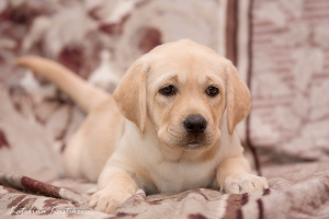 Photos supplémentaires: Le Labrador Kennel propose à l'achat des chiots Labrador de haute race auprès de