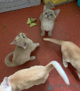 Photo №2 de l'annonce № 144458 de la vente burmese - acheter à L'Autriche éleveur