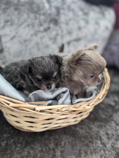 Photo №1. chihuahua - à vendre en ville de Denver | 446€ | Annonce №143855