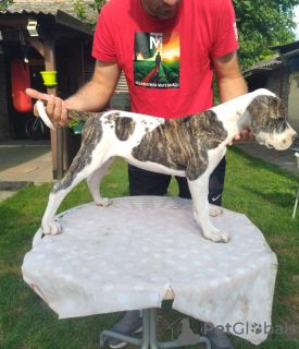 Photo №3. Chiots bouledogue américain. Serbie