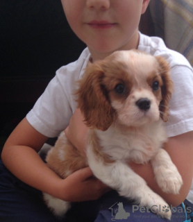 Photo №3. Adorables chiots Cavalier King Charles en adoption gratuite. Allemagne