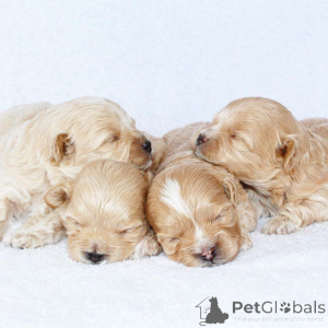 Photo №1. maltipu - à vendre en ville de Dallas | 531€ | Annonce №147626