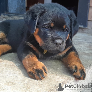 Photos supplémentaires: chiots rottweilers