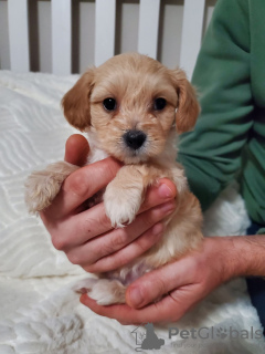 Photo №4. Je vais vendre  en ville de Portland. annonce privée - prix - négocié