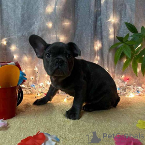 Photo №1. bouledogue - à vendre en ville de Prague | 331€ | Annonce №111162