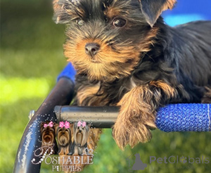 Photo №1. yorkshire terrier - à vendre en ville de Ansubrg | négocié | Annonce №157156