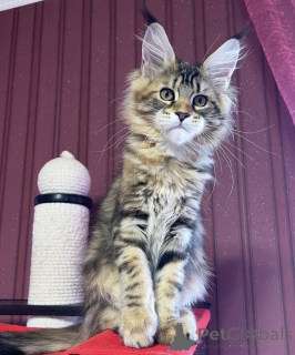 Photo №2 de l'annonce № 161774 de la vente maine coon - acheter à USA éleveur