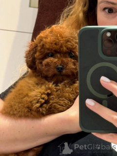 Photo №2 de l'annonce № 154728 de la vente caniche (jouet) - acheter à La Grande-Bretagne annonce privée