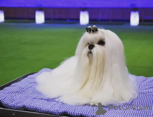 Photo №3. Chiots maltais coréens. République Tchèque