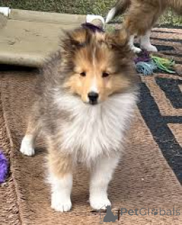 Photo №3. Acheter le chiot Shetland Sheepdog. Belgique