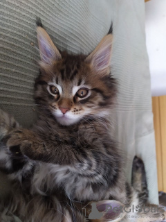 Photo №1. maine coon - à vendre en ville de Харлем | 300€ | Annonce № 109189