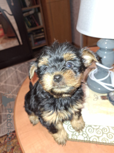 Photo №1. biewer yorkshire terrier, yorkshire terrier - à vendre en ville de Pärnu | 650€ | Annonce №161491
