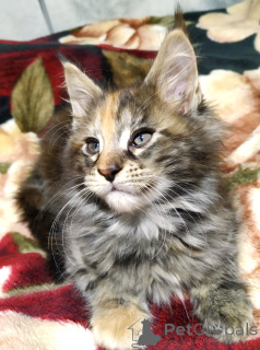 Photo №3. Des conseils de roches principales sont vendus. Fédération de Russie