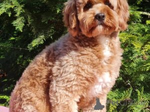 Photo №3. Cavapoo Puppies disponibles maintenant. Allemagne
