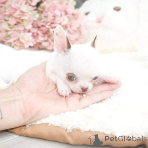 Photo №4. Je vais vendre  en ville de Bethlehem of Galilee.  - prix - négocié