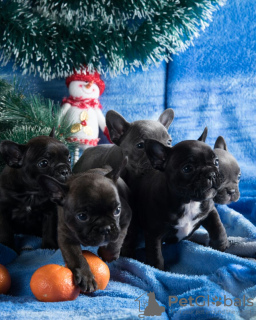 Photo №2 de l'annonce № 29513 de la vente bouledogue - acheter à Fédération de Russie de la fourrière