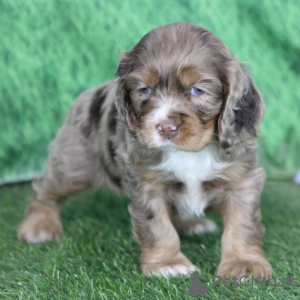 Photo №4. Je vais vendre cocker américain en ville de Barranquilla. annonce privée - prix - 166€