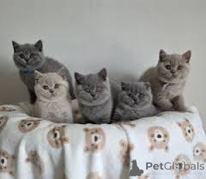 Photo №1. british shorthair - à vendre en ville de Anvers | 500€ | Annonce № 172692