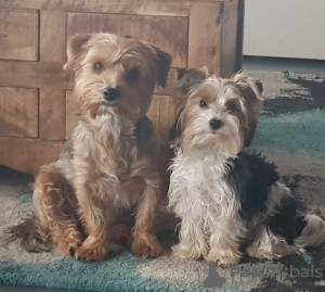 Photo №4. Je vais vendre bichon maltais en ville de Barcelone. éleveur - prix - 500€