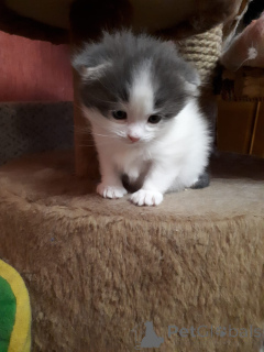 Photo №2 de l'annonce № 105556 de la vente scottish fold - acheter à Fédération de Russie annonce privée
