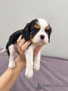 Photos supplémentaires: Chiots Cavalier King Charles Spaniel idéaux.