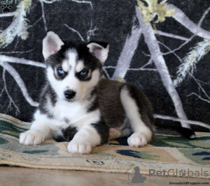 Photo №4. Je vais vendre husky de sibérie en ville de Даллас.  - prix - 312€