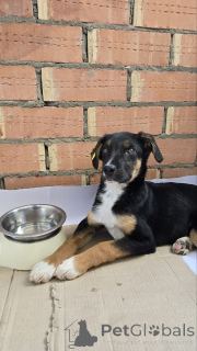 Photo №2 de l'annonce № 139049 de la vente chien bâtard - acheter à Fédération de Russie annonce privée