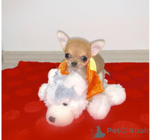 Photo №3. Chiots chihuahua pour adoption. Allemagne