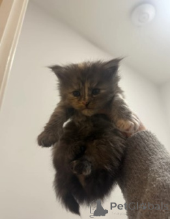 Photo №2 de l'annonce № 160427 de la vente maine coon - acheter à Allemagne éleveur