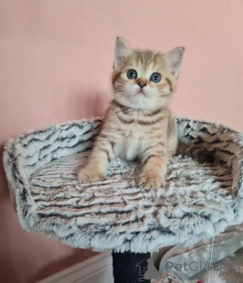 Photo №2 de l'annonce № 172847 de la vente scottish fold - acheter à Danemark annonce privée