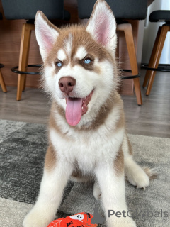 Photo №1. husky de sibérie - à vendre en ville de Luxembourg | négocié | Annonce №179015
