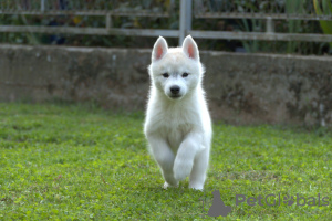 Photo №4. Je vais vendre husky de sibérie en ville de Belgrade.  - prix - 1000€