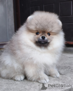 Photo №4. Je vais vendre yorkshire terrier en ville de Helsinki. annonce privée, éleveur - prix - Gratuit