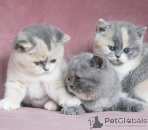 Photo №4. Je vais vendre british shorthair en ville de Florida. annonce privée, éleveur - prix - 284€