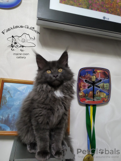 Photo №4. Je vais vendre maine coon en ville de Kamenskoe. de la fourrière, éleveur - prix - 672€