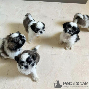 Photo №1. shih tzu - à vendre en ville de Градец-Кралове | négocié | Annonce №96508