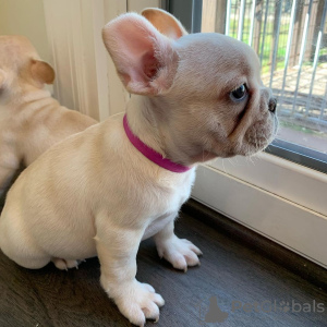 Photos supplémentaires: Chiots bouledogue français à vendre