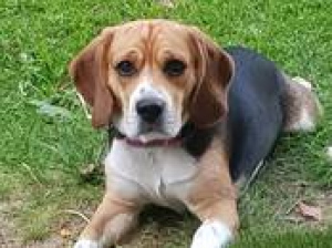 Photo №2 de l'annonce № 382 de la vente beagle - acheter à Allemagne annonce privée, de l'abri, éleveur