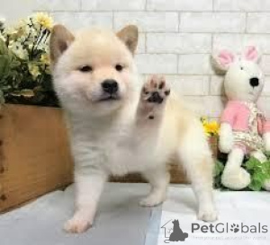 Photo №1. shiba - à vendre en ville de Plein de balles | 450€ | Annonce №170137