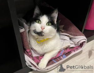 Photo №3. Souris de chat intelligent et beau tricolore. Fédération de Russie