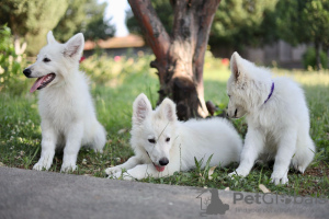 Photo №4. Je vais vendre berger blanc suisse en ville de Calafat. annonce privée - prix - négocié