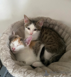 Photo №1. american shorthair - à vendre en ville de Monheim | 350€ | Annonce № 177594
