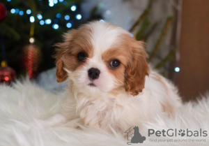 Photo №2 de l'annonce № 33340 de la vente cavalier king charles spaniel - acheter à Allemagne annonce privée, éleveur