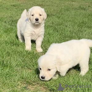 Photo №1. golden retriever - à vendre en ville de Подгорица | négocié | Annonce №124329