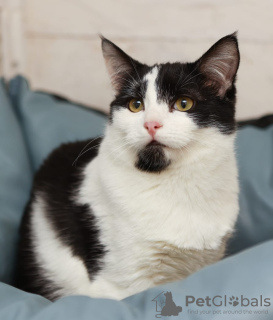 Photos supplémentaires: Chaton noir et blanc Cosmos à la recherche d'un foyer