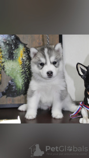 Photos supplémentaires: Chiots Husky sibérien