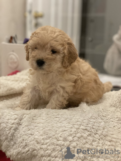 Photo №4. Je vais vendre caniche (jouet) en ville de Poznan. éleveur - prix - 2090€