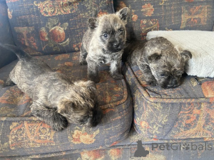 Photo №1. cairn terrier - à vendre en ville de Gottskär | négocié | Annonce №169706